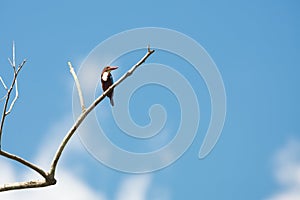 Blacked capped kingfisher