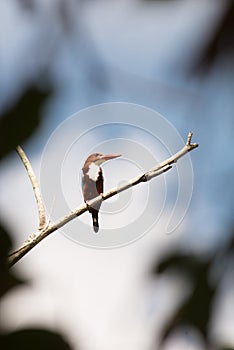 Blacked capped kingfisher
