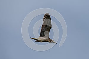 blacked-crowned heron is flying in the blue sky, its red eyes are attractive.