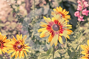 Blacked Eyed Susans