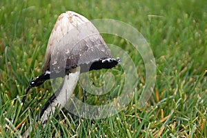 Blackend mushroom
