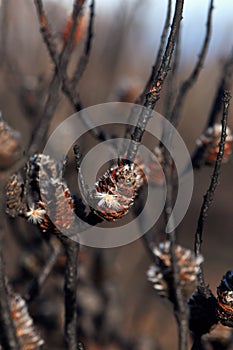 Blackened Australian native conestick Petrophile pulchella seed pod releasing seeds following a bushfire