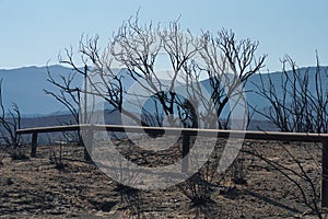 Blackened Landscapre After the Valley Fire