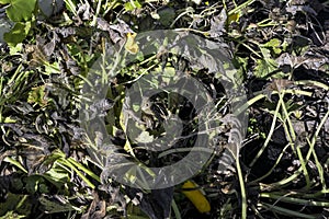 Blackened leaves the zucchini after a night of frost in autumn