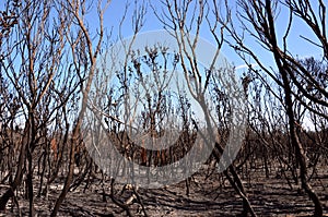 Blackened trees after a bushfire in Australia