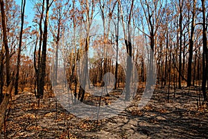 Blackened trees and bushland after bushfire