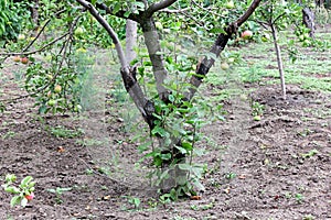 Blackened trunk of apple trees diseased