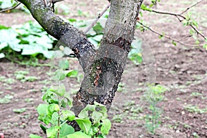 Blackened trunk of apple trees due to lesions of the disease