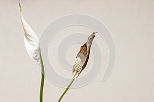 Blackened withered spathiphyllum flower