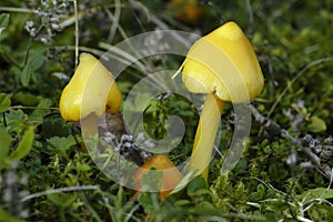 Blackening Wax-cap