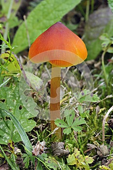 Blackening Wax-cap