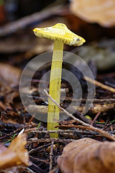 Blackening Wax-cap