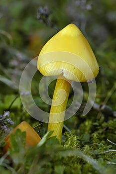 Blackening Wax-cap