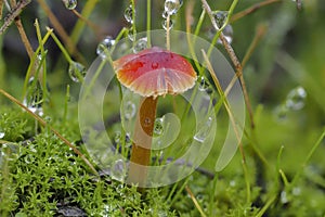 The Blackening Waxcap Hygrocybe conica is an inedible mushroom photo