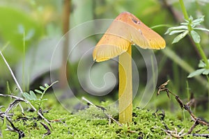 The Blackening Waxcap Hygrocybe conica is an inedible mushroom photo