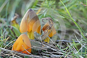 The Blackening Waxcap Hygrocybe conica is an inedible mushroom photo