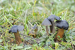 The Blackening Waxcap Hygrocybe conica is an inedible mushroom photo