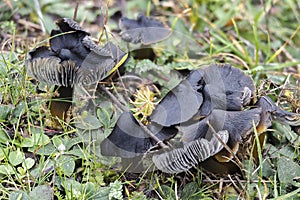 The Blackening Waxcap Hygrocybe conica is an inedible mushroom photo