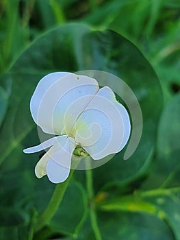 Blackeye peas flower photo