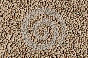 This is a blackeye seeds photo