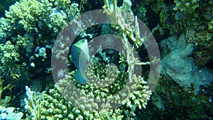 Blackeye thicklip or Blackeye thicklip wrasse or Half-and-half wrasse, Hemigymnus melapterus, undersea, Red Sea