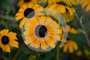 Blackeyed susan flower blossom.