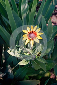Blackeyed Susan flower blossom with buds