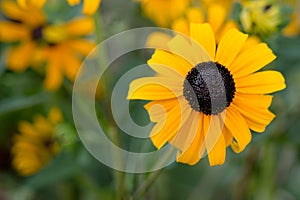 Blackeyed susan flower blossoms.