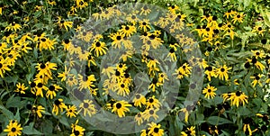 Blackeyed susan panoramic