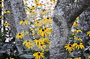 Blackeyed Susans peeking out