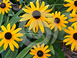 Blackeyed Susans or Yellow Daisies