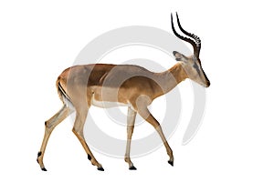 Blackface Impala isolated on white background