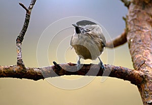 Blackface - Poecile montanus