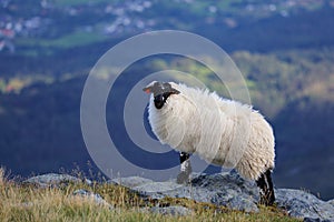 Blackface sheep breed in Norway