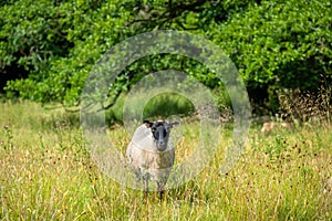 Blackface sheep. England