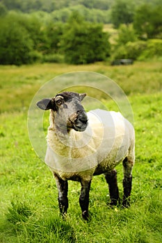 Blackface sheep in a field