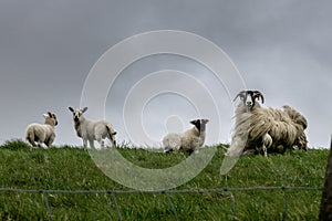 Blackface sheep in the wind. Scotland, England.