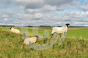 Blackfaced ewe and lambs in Northumberland countryside