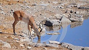 Blackfaced Impala