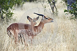 Blackfaced impala Aepyceros melampus petersi