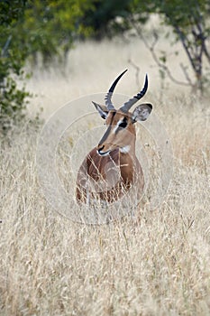 Blackfaced impala Aepyceros melampus petersi