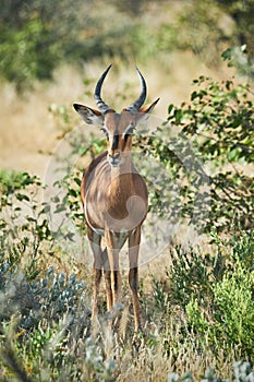 Blackfaced impala Aepyceros melampus petersi