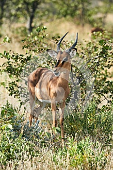 Blackfaced impala Aepyceros melampus petersi