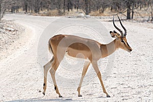 Blackfaced Impala on gravel road.