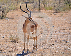 Blackfaced Impala