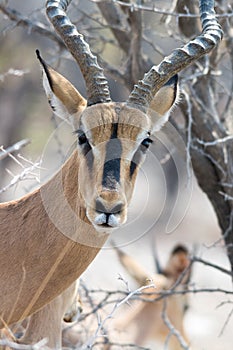 Blackfaced Impala Portrait - looking into cam