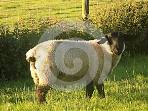 Blackfaced Sheep @ Crookham, Northumberland, England.