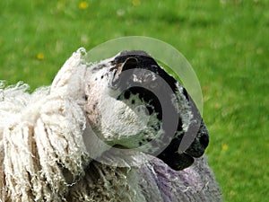 Blackfaced sheep a ewe in profile in a field