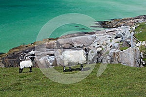 Blackfaced sheep on Isle of Lewis