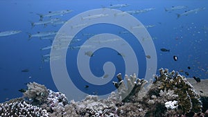 Blackfin Barracudas on a coral reef in Philippines 4k